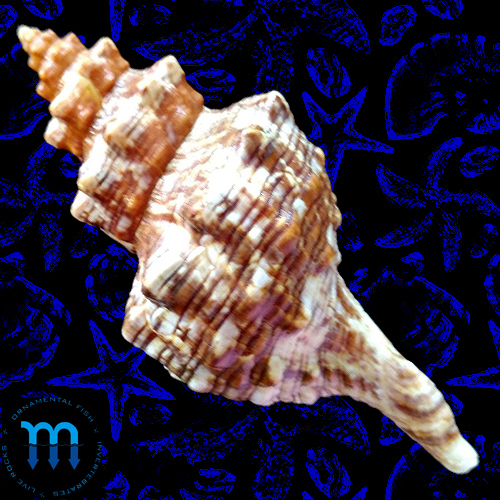 Cypraea armeniaca Verco, 1912 - Imagem 2