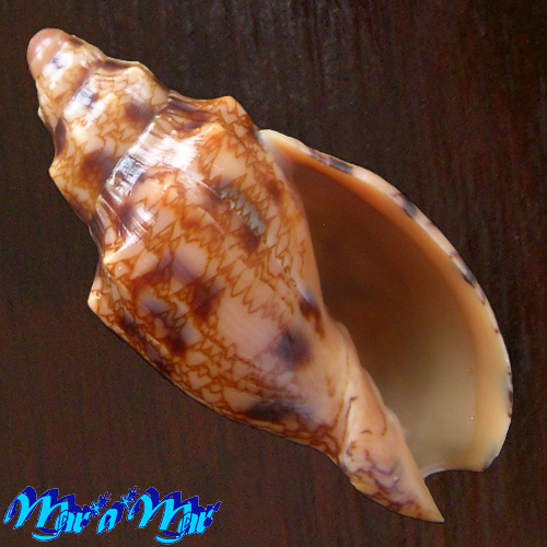 Odontocymbiola americana (Reeve, 1846)