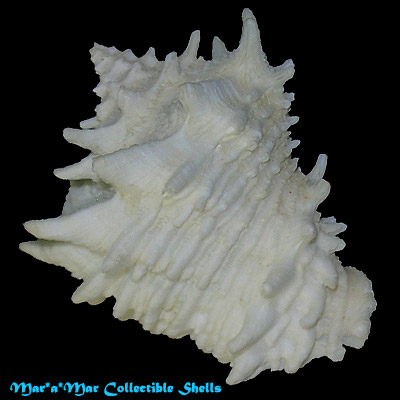 Vasum cassiforme (Kiener, 1841) - Image 2