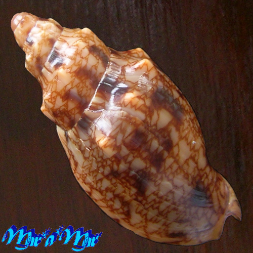 Alternative view of Odontocymbiola americana (Reeve, 1846)