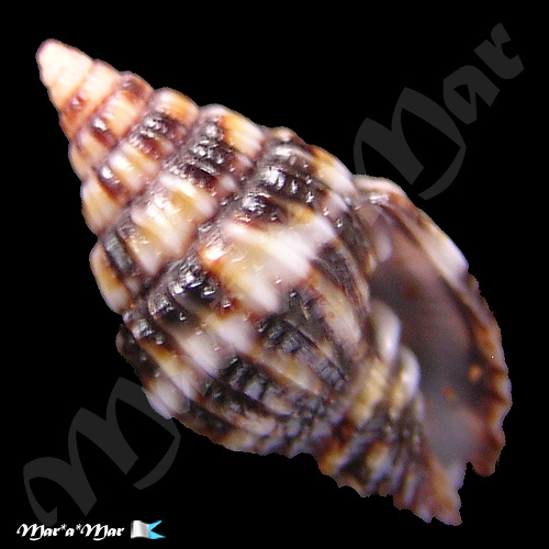 Vexillum dermestinum (Lamarck,1811)