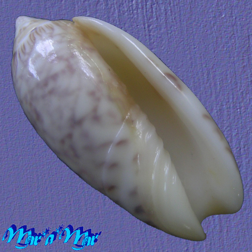 Oliva bifasciata greenwayae Clench, 1937