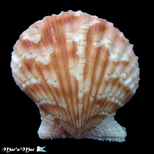 Argopecten noronhensis (E. A. Smith, 1885)*