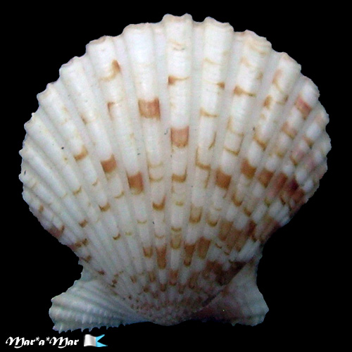 Argopecten noronhensis (E. A. Smith, 1885)* - Image 2