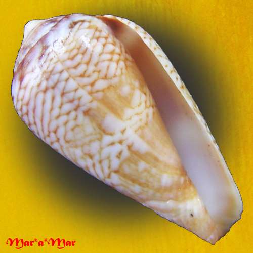 Conus cacao Ferrario, 1993