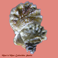 Hyotissa hyotis (Liné, 1758)