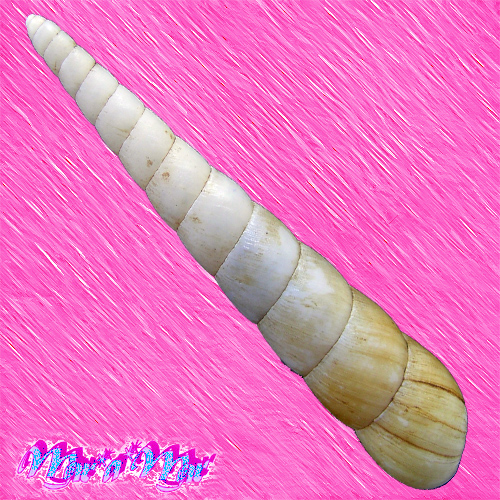 Obeliscus carphodes planospirus (Pfeiffer, 1853) - Image 2