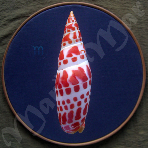 Mitra mitra (linnaeus, 1758) - Image 2