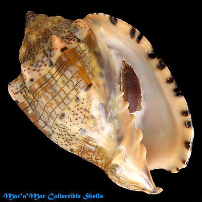 Voluta musica guinaica Lamarck, 1811