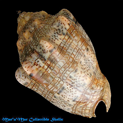 Voluta musica guinaica Lamarck, 1811 - Imagem 2