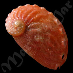 Haliotis aurantium Simone, 1998