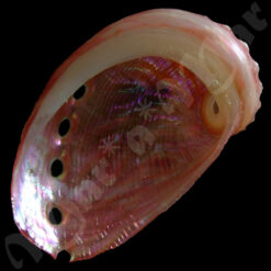 Haliotis aurantium Simone, 1998 - Imagem 2