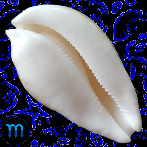 Plicoliva zellindae (Petuch, 1979) - Imagem 2