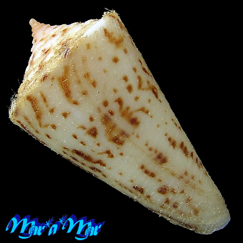 Conus tostesi Petuch, 1986 - Imagem 2