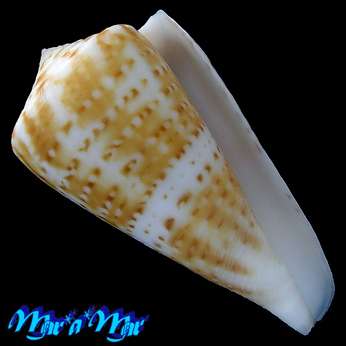 Conus lemniscatus Reeve, 1849
