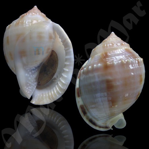 Semicassis granulatum peristephes P. & McGinty, 1939