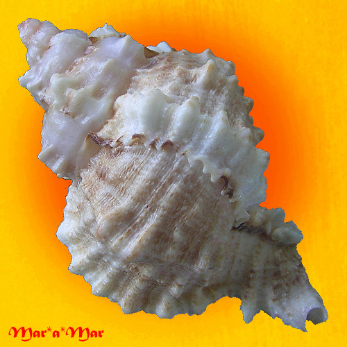 Alternative view of Phyllonotus globosus (Emmons, 1858)