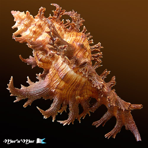 Chicoreus spectrum (Reeve, 1846) - Imagem 2