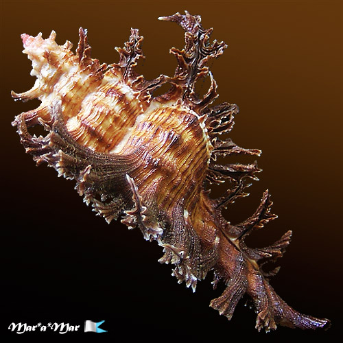 Chicoreus spectrum (Reeve, 1846) - Imagem 3