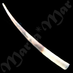 Episiphon didymus (Watson, 1879)