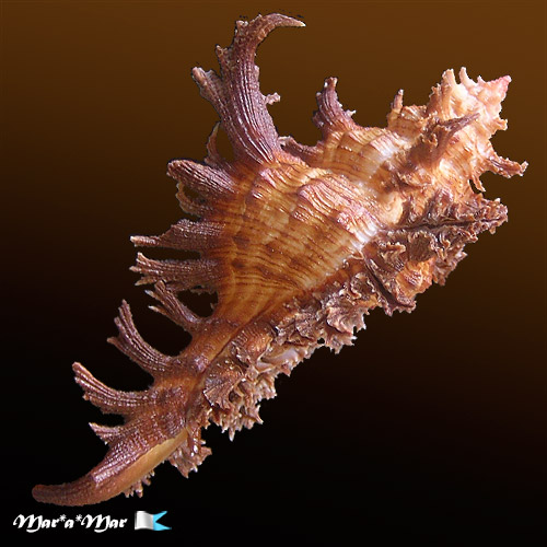 Chicoreus spectrum (Reeve, 1846) - Imagem 4