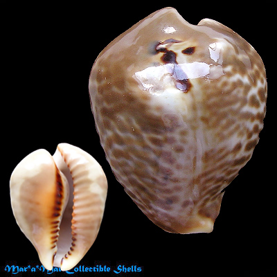 Cypraea (Muracypraea) mus bicornis Sowerby, 1870