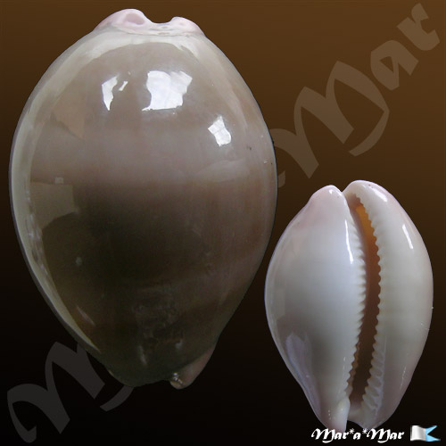 Cypraea (Luria) cinerea brasiliensis L. & H., 1993