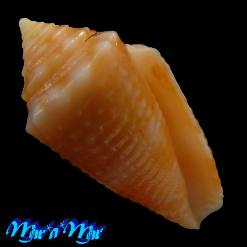 Conus (Conasprella) poremskii (Petuch & R. F. Myers, 2014)