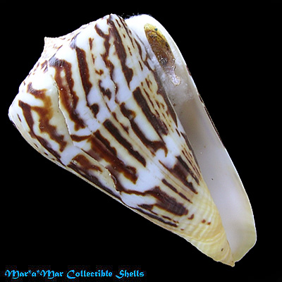 Conus centurio Born, 1778