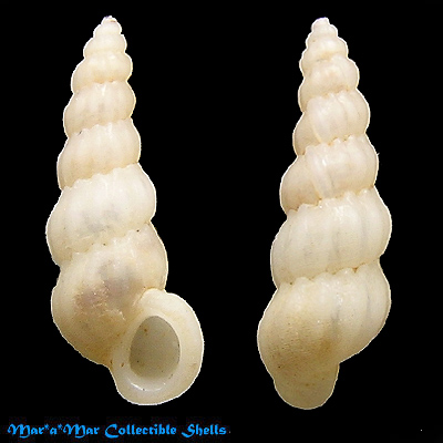 Opalia hotessieriana Orbigny, 1842