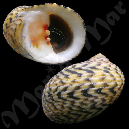 Nerita peloronta Linnaeus, 1758