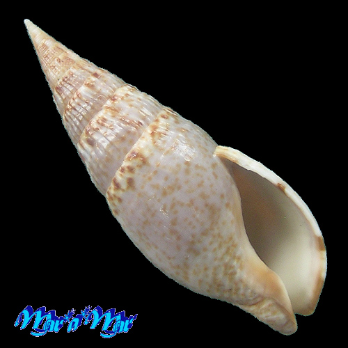 Colubraria procera (Sowerby, 1832)