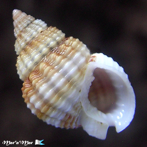 Nassarius scissuratus (Dall, 1889)