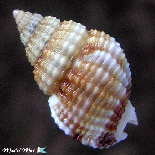 Alternative view of Nassarius scissuratus (Dall, 1889)