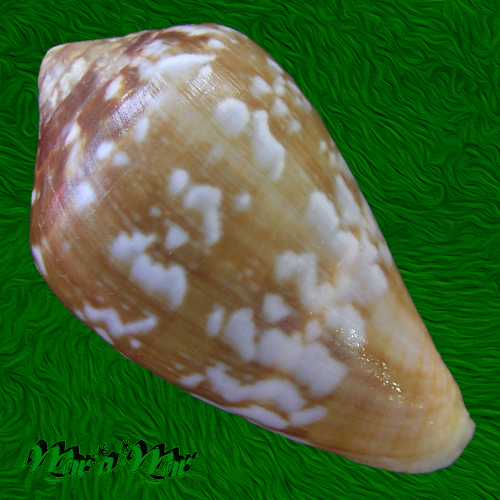 Alternative view of Conus guinaicus Hwass, 1792