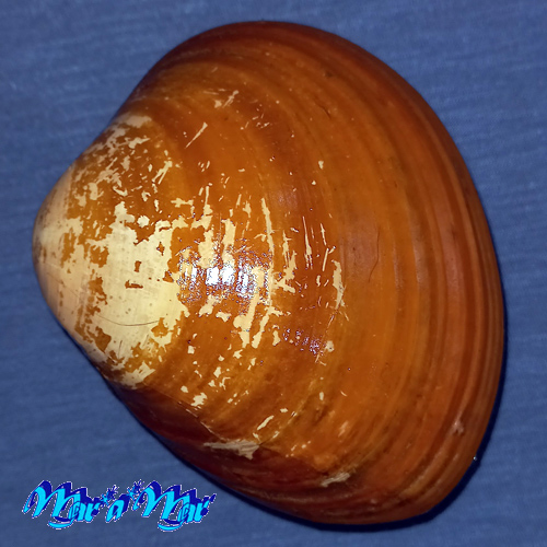 Megapitaria aurantiaca (Sowerby, 1831)