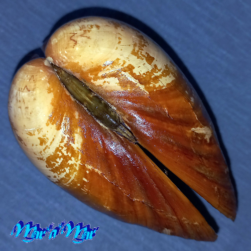 Alternative view of Megapitaria aurantiaca (Sowerby, 1831)