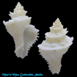 Babelomurex basilium (Neme & Leme, 1978)