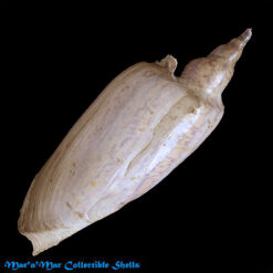 Zidona dufresnii (Donovam, 1823)