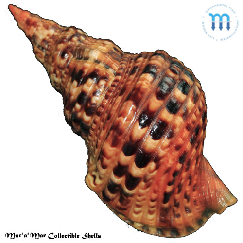 Alternative view of Charonia variegata (Lamarck, 1816)