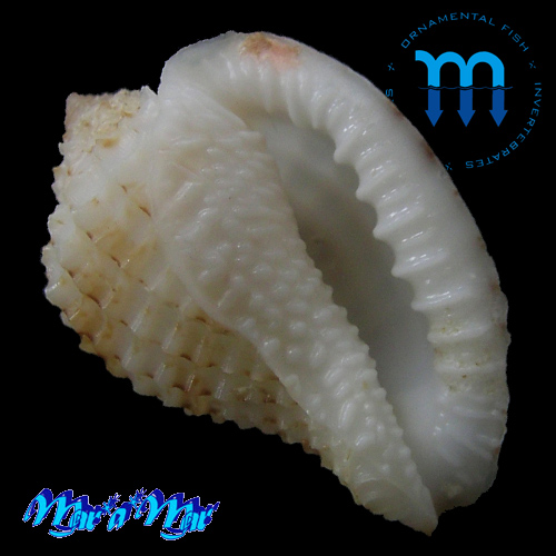 Morum watanabei Kosuge, 1981