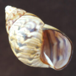 Orthalicus prototypus Pilsbry, 1899
