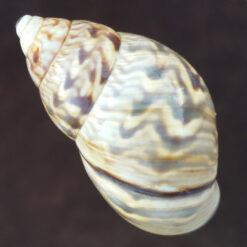 Orthalicus prototypus Pilsbry, 1899 - Imagem 2