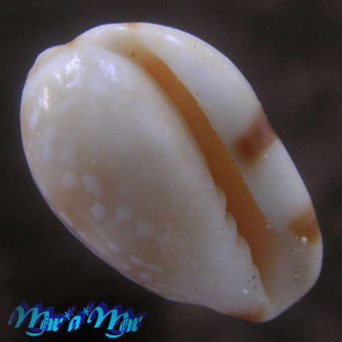 Prunum guttatum (Dilwin, 1817)