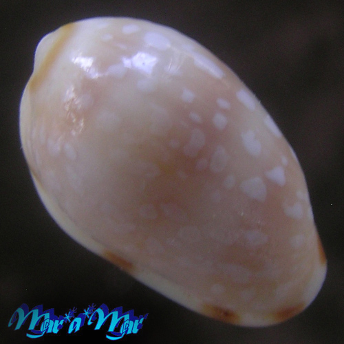 Alternative view of Prunum guttatum (Dilwin, 1817)