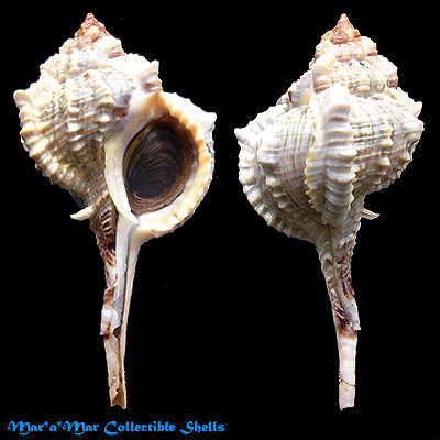 Vokesimurex chrysostoma (G. B. Sowerby II, 1834)