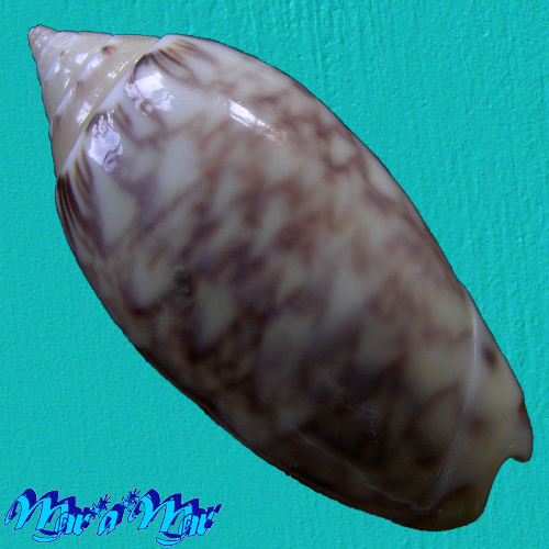 Alternative view of Oliva bifasciata greenwayae Clench, 1937