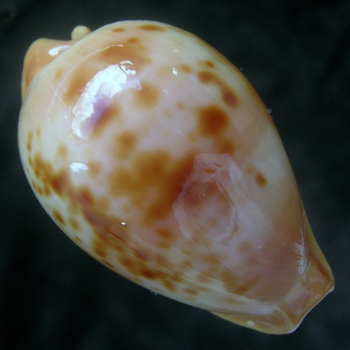 Cypraea (Propustularia) surinamensis ( Perry, 1811)*