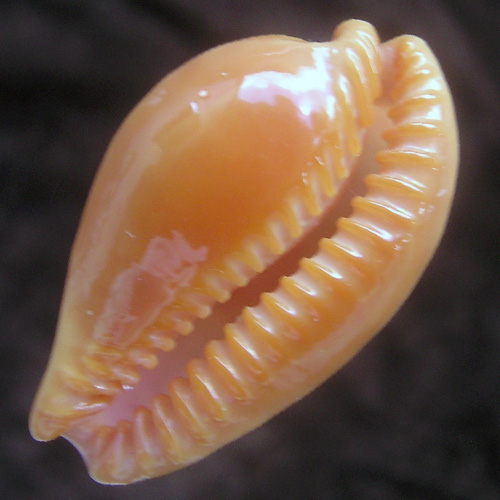 Alternative view of Cypraea (Propustularia) surinamensis ( Perry, 1811)*