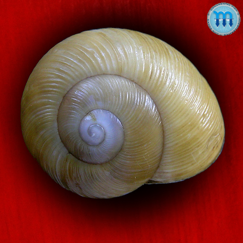 Zachrysia provisoria (Pfeiffer, 1844)